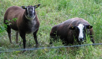 sheep 1